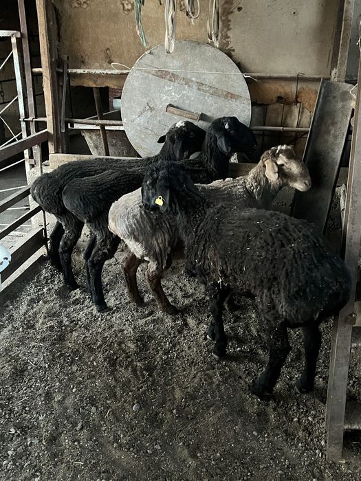 Кошкарлар сатылады 5 бас