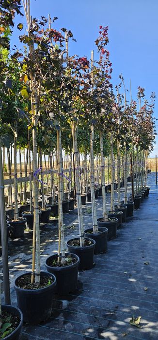 acer platanoides 'crimson king ( artar )