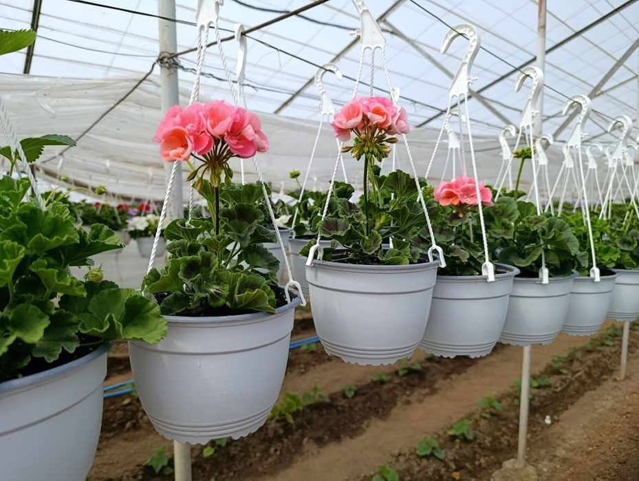 Petunia și mușcate de vânzare