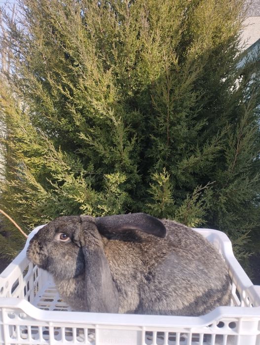 Продаются кролики