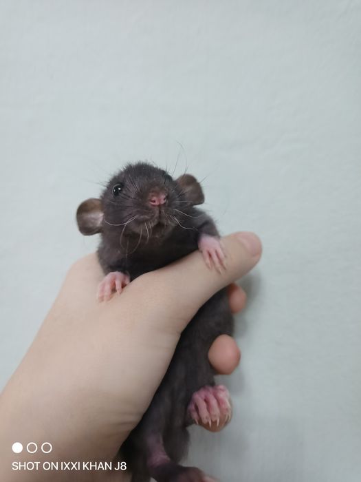 Декоративные крысы