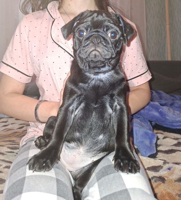 Щенки мопса 3 месяца с документами