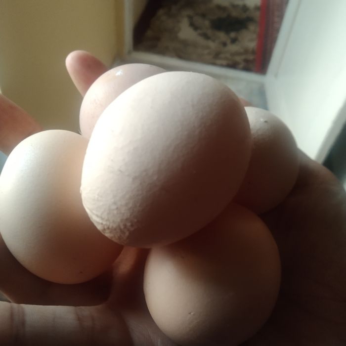 Tuxumi  xonaki sveji