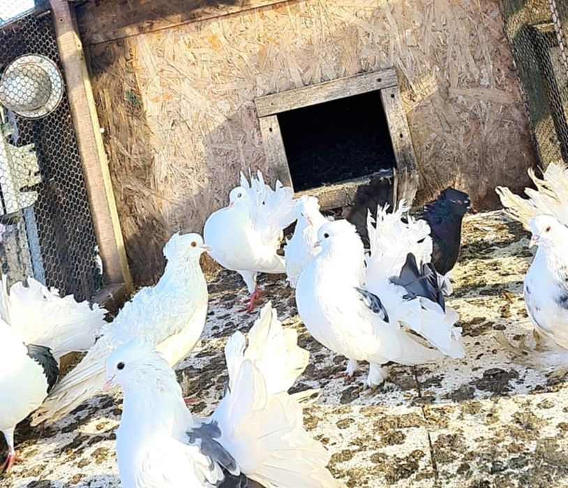 Vand porumbei Curcani motati si incaltati