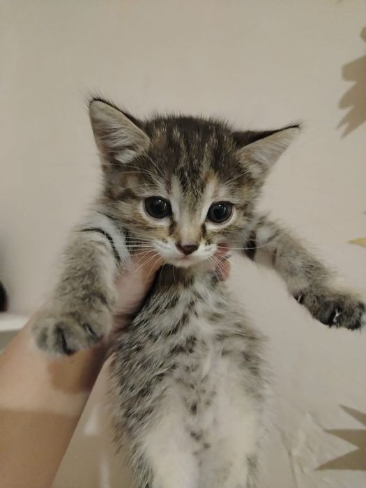 Отдам котят в добрые руки