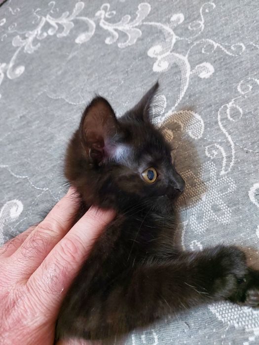 Котёнок 3 месяца