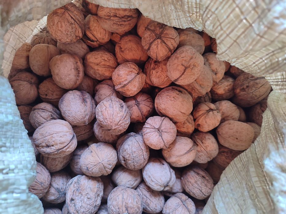 Продам грецкий орех