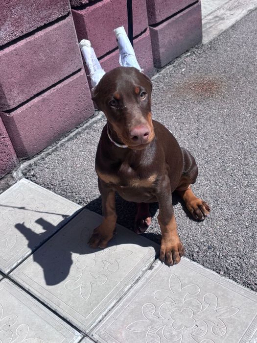 Щенок добермана 3 месяца