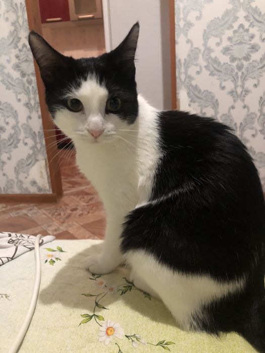 Отдам в добрые руки