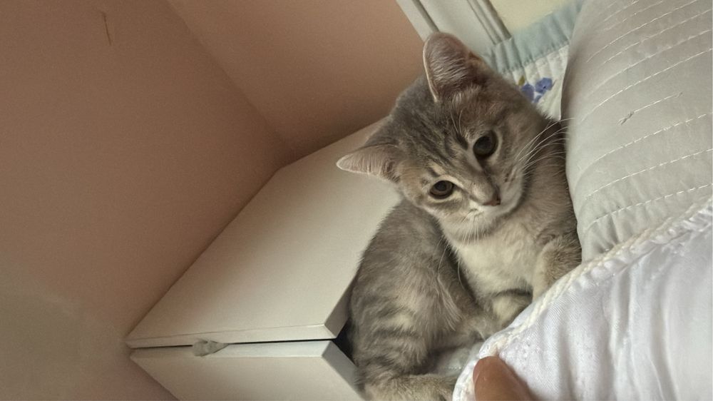 Продам кошку СРОЧНО