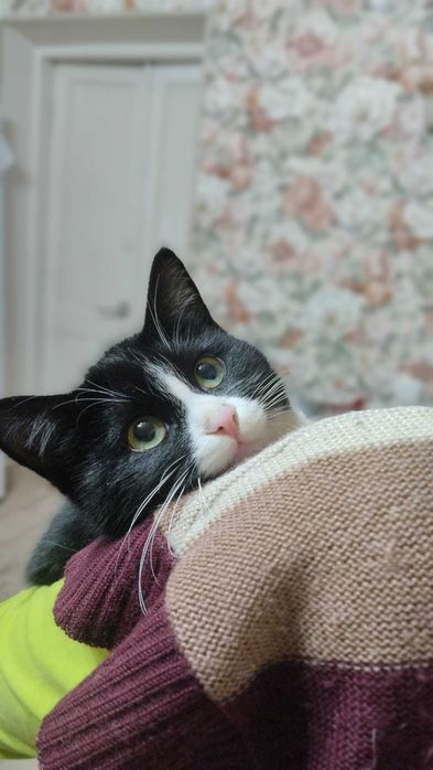 Миниатюрная биколорная кошечка пристраивается в добрые руки.