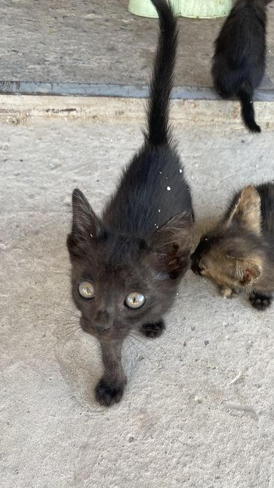 Мысық, марғау, кот, котенок, кошки
