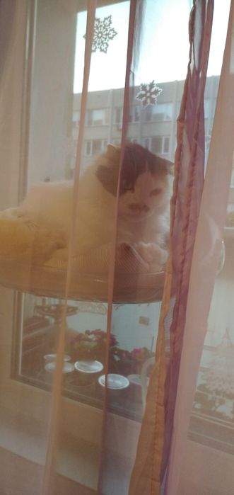 Животни/ шотландска