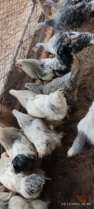 Burama tovuq tuxumlari sotiladi