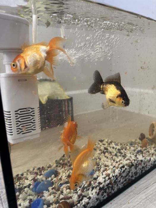 Золотые рыбки 4 шт