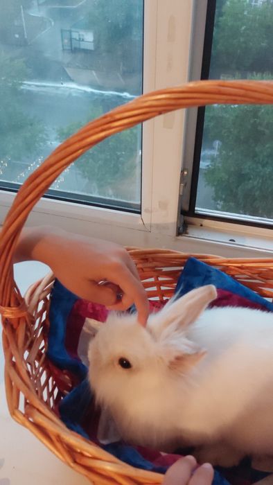 Кролик (домашний)