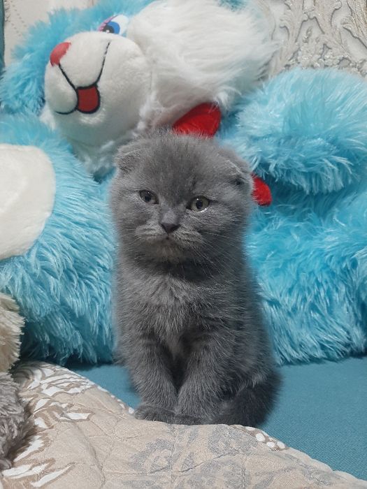 Ўғил 1 ярим ойли скоттиш фолд