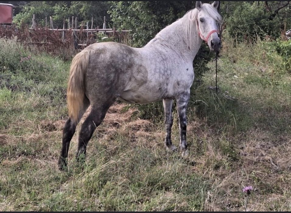 Vând o pereche de cai