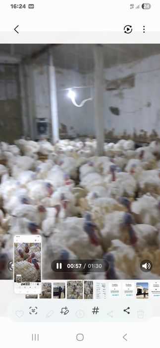 Куркалар сотилади тирик вазнга 45000 сум