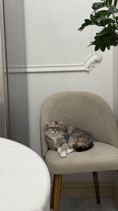 Шотландская вислоухая кошечка