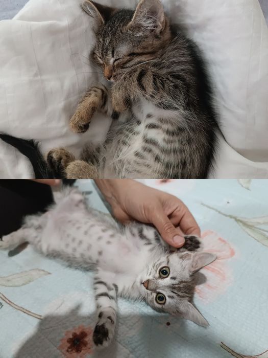 Котята девочки бесплатно