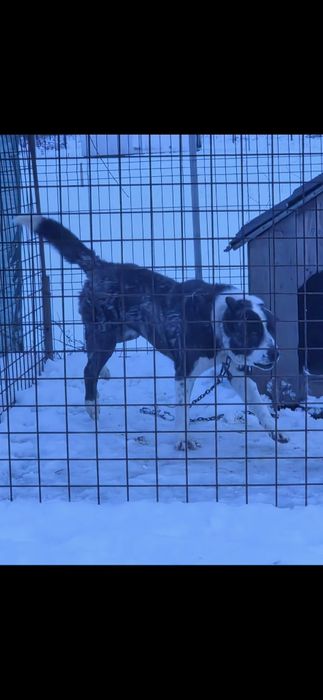 Femela asia centrala