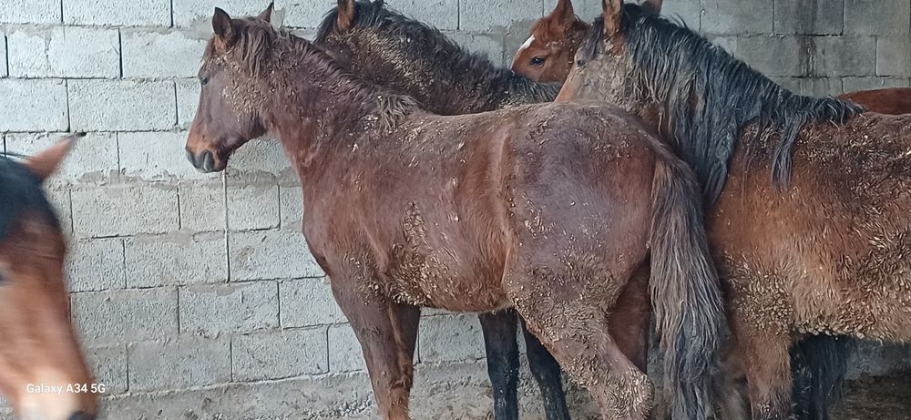 Семиз согым сатамын