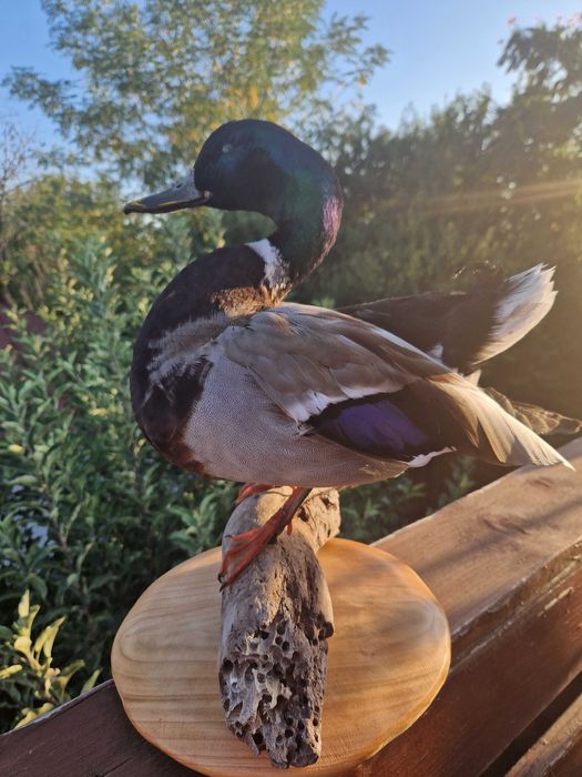 Rata salbatica impaiata