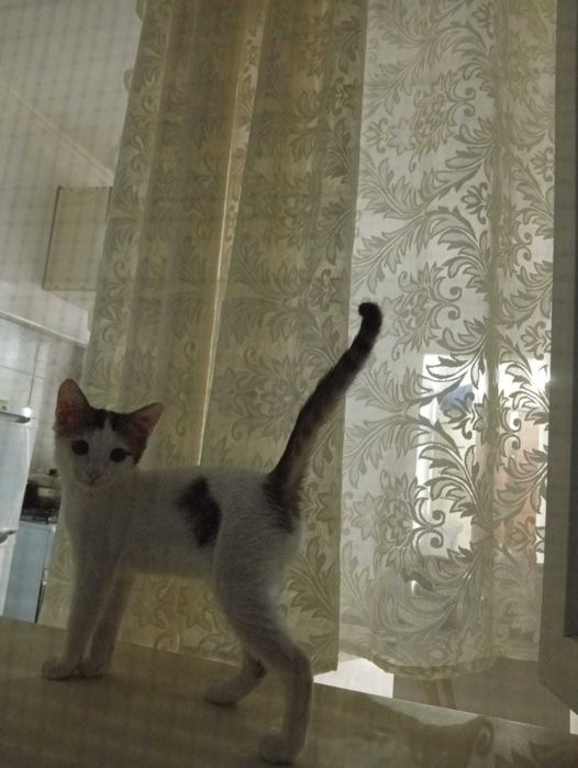 Кошка в хорошие руки