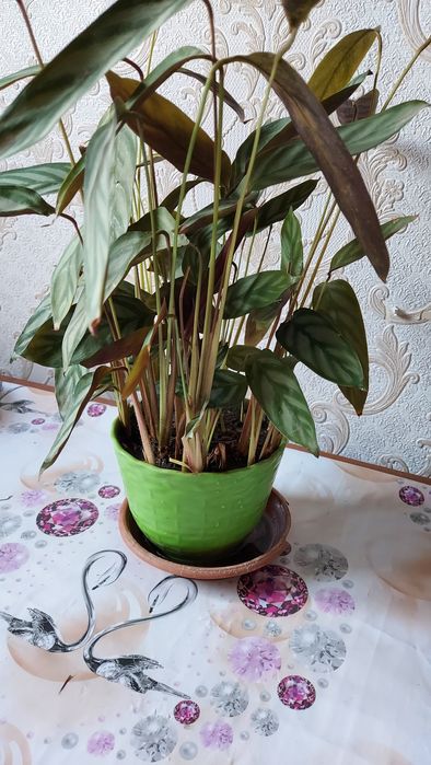 Комнатные  цветы