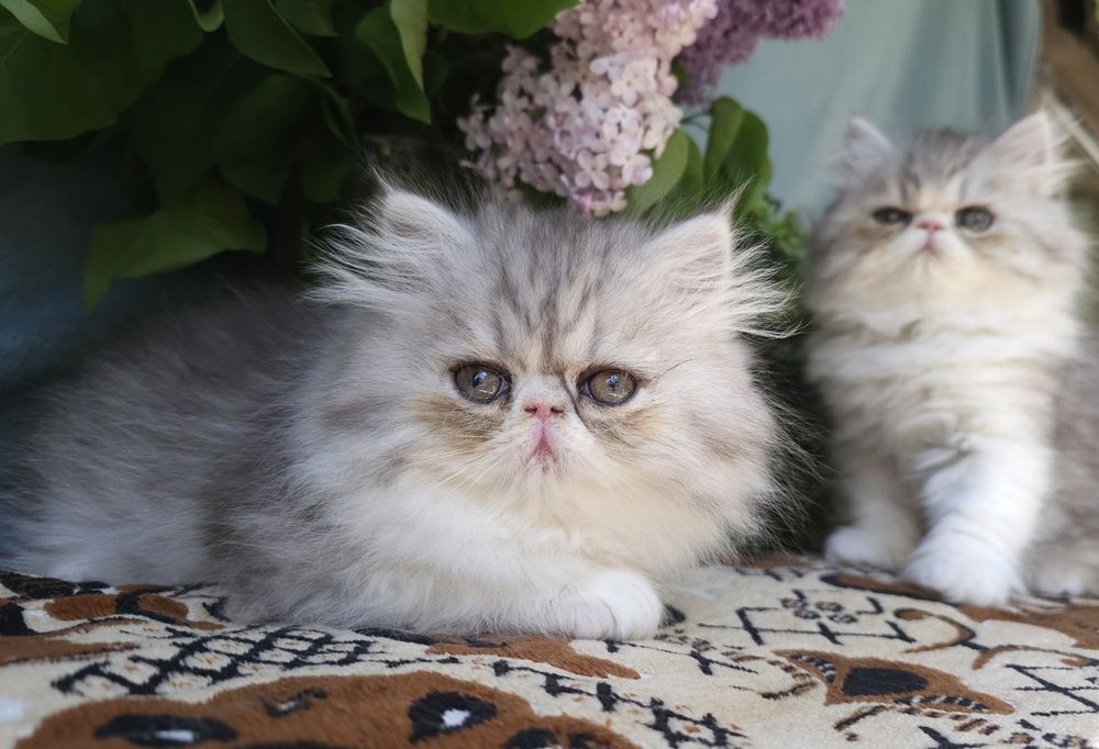 Персийски котенца