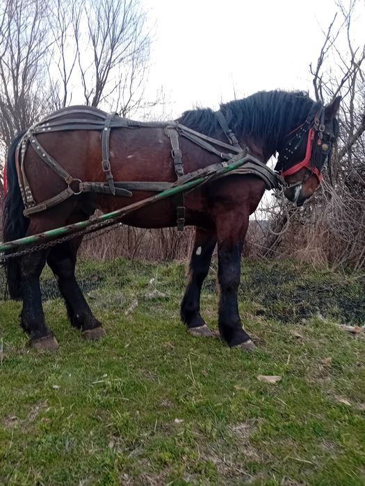 Vand cal doi ani jumate