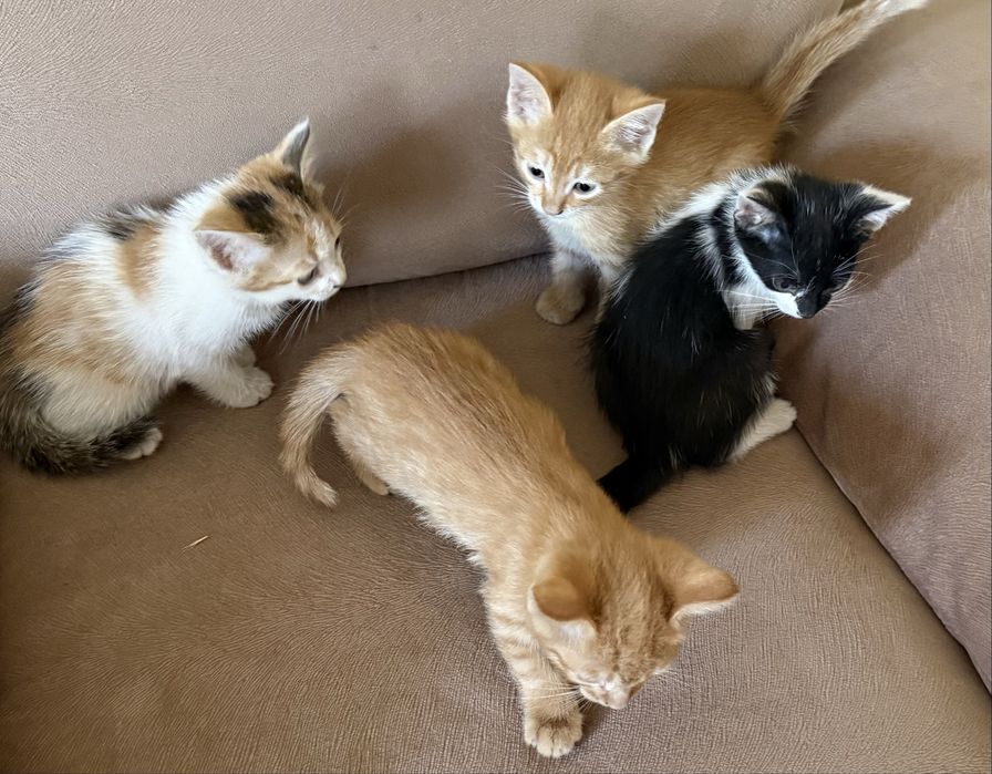 Котята в добрые руки — бесплатно!