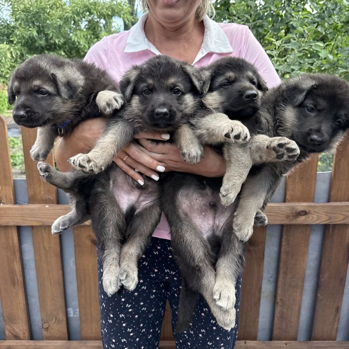 Продажа щенки Восточно европейская овчарка