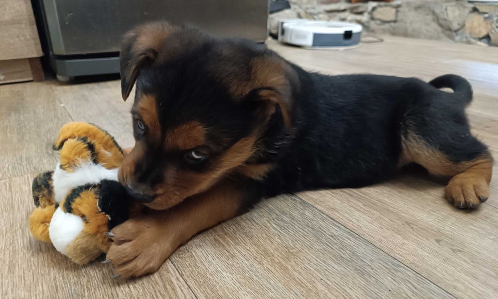 Подарявам малко мъжко кученце