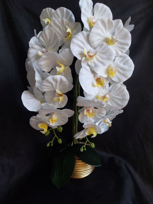 Sovg‘abob Orxideya gartenziya zakazga