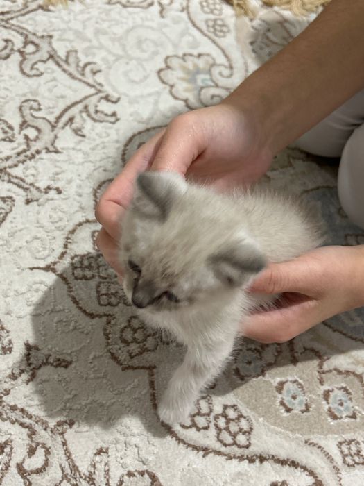 Сиамский котенек