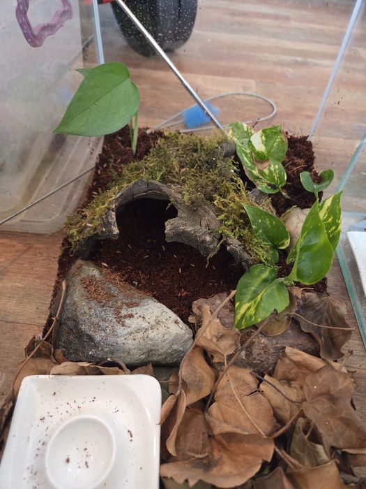 Terariu gecko amenajat