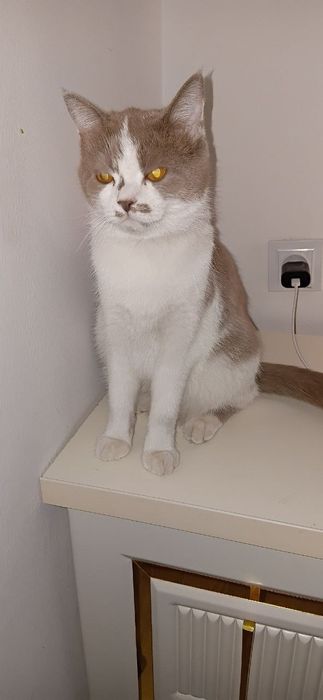 Shatlandsky british gibrid qizbola