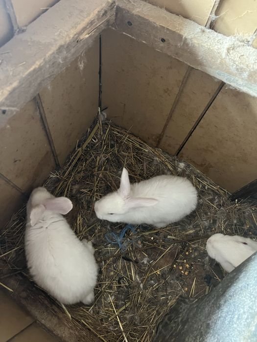 Iepuroaică cu 5 pui