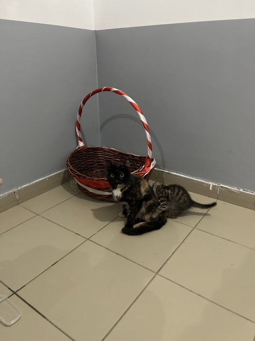 Кошка отдадим в добрые руки,
