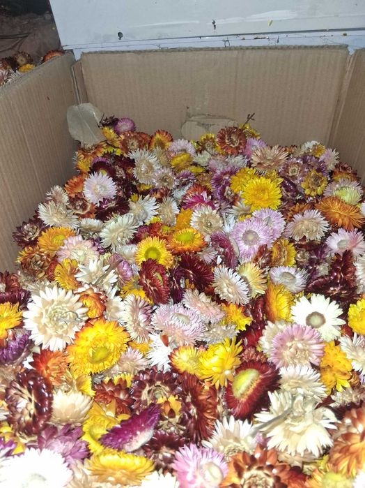 Flori de paie. imortele. helichrysum