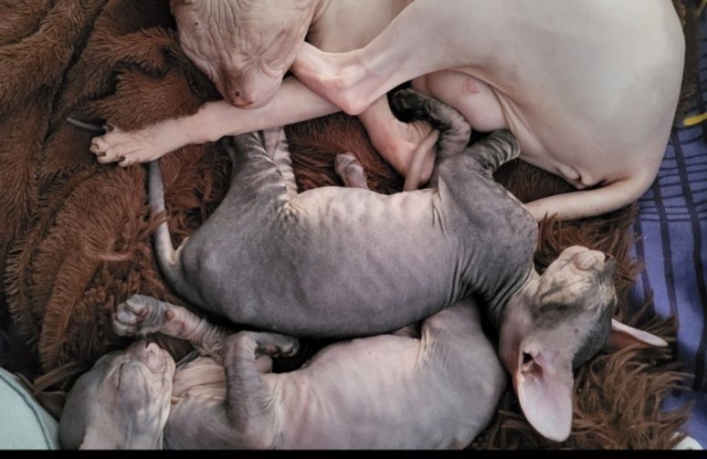 Милые девочки ищут заботливых родителей