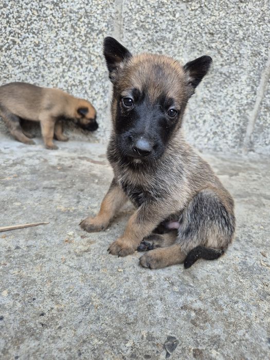 Белгийска овчарка Малиона