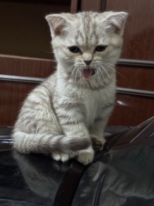 Продаются котята скотиш фолд и серебристая шиншилла