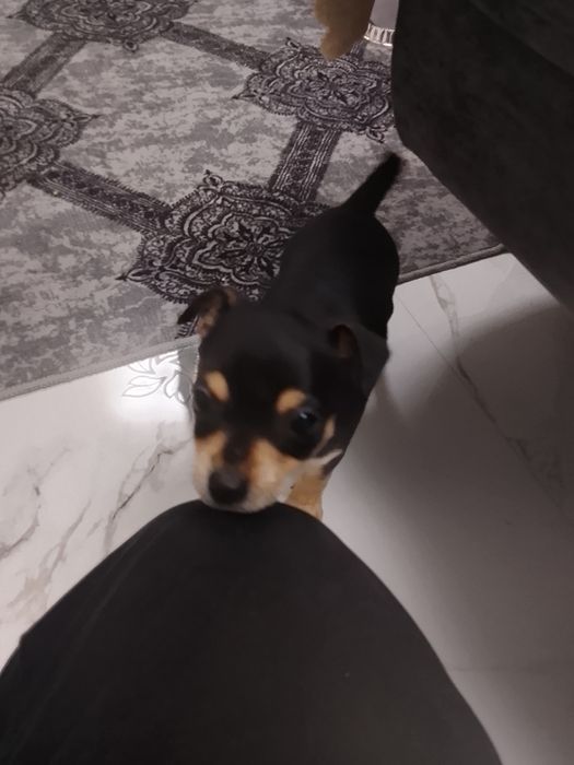 Пинчер на 3 месеца  със ваксина