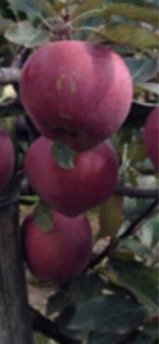 Pom fructifer roat red delicious si gala schniga m106 anul 2