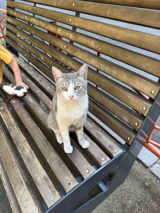 Отдам даром молодого котика