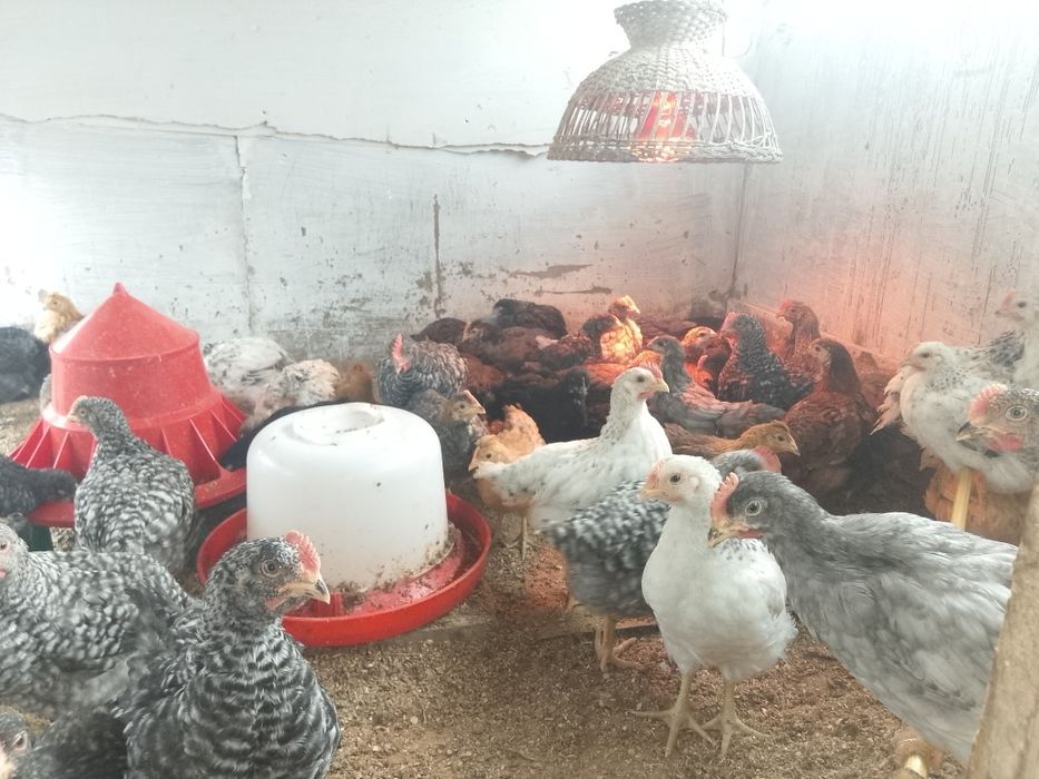 Продам домашних петушков