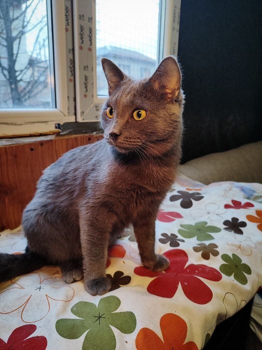 Котик ищет дом , Астана